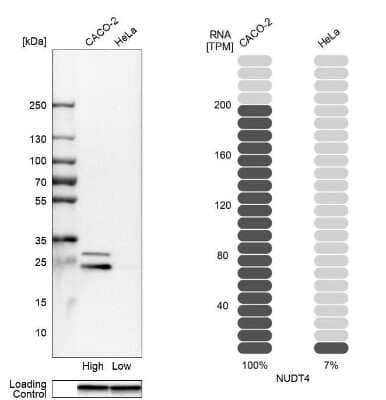 Western Blot: NUDT4 Antibody [NBP1-84250]