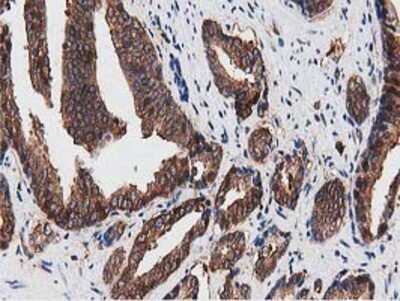 Immunohistochemistry-Paraffin: NUDT6 Antibody (OTI9D12) [NBP2-03554]