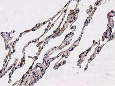 Immunohistochemistry-Paraffin: NUDT6 Antibody (OTI9D12) [NBP2-03554]