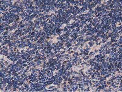 Immunohistochemistry-Paraffin: NUDT6 Antibody (OTI9D12) [NBP2-03554]