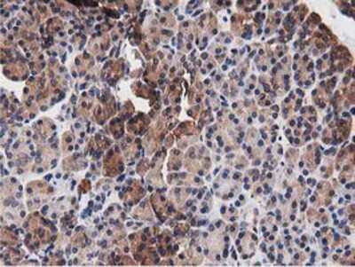 Immunohistochemistry-Paraffin: NUDT6 Antibody (OTI9D12) [NBP2-03554]