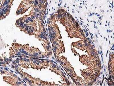 Immunohistochemistry-Paraffin: NUDT6 Antibody (OTI9D12) [NBP2-03554]