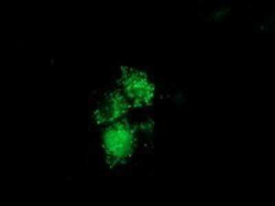 Immunocytochemistry/ Immunofluorescence: NUDT6 Antibody (OTI9D12) - Azide and BSA Free [NBP2-73121]