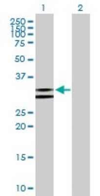 Western Blot: NUDT6 Antibody [H00011162-B01P]