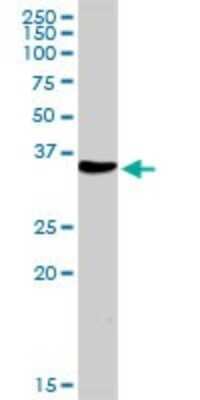 Western Blot: NUDT6 Antibody [H00011162-D01P]