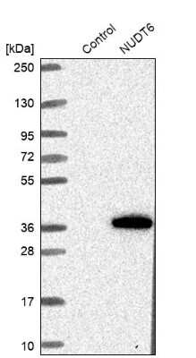 Western Blot: NUDT6 Antibody [NBP1-84688]