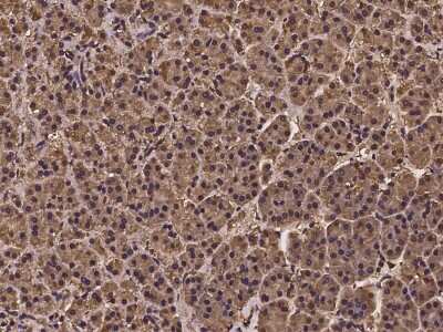 Immunohistochemistry-Paraffin: NUDT9 Antibody [NBP2-97230]