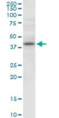 Western Blot: NUDT9 Antibody [H00053343-B01P]