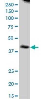 Western Blot: NUDT9 Antibody [H00053343-B01P]