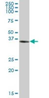 Western Blot: NUDT9 Antibody [H00053343-B01P]