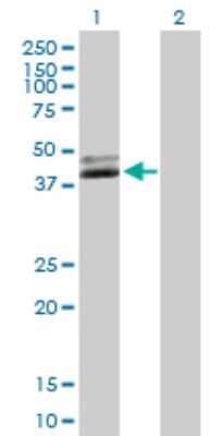 Western Blot: NUDT9 Antibody [H00053343-B01P]