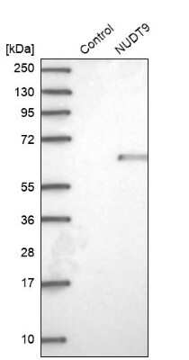 Western Blot: NUDT9 Antibody [NBP1-82715]