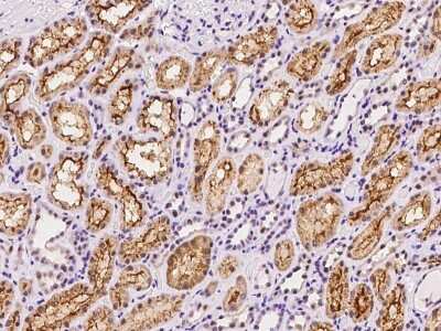 Immunohistochemistry-Paraffin: NUFIP1 Antibody [NBP2-98492]