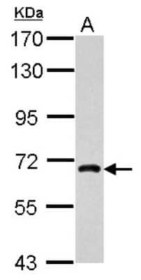 Western Blot: NUFIP1 Antibody [NBP2-19607]