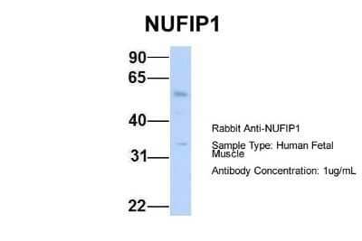 Western Blot: NUFIP1 Antibody [NBP2-87965]