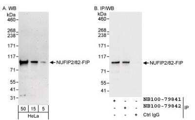 Western Blot: NUFIP2 Antibody [NB100-79841]