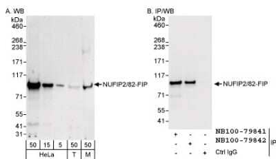 Western Blot: NUFIP2 Antibody [NB100-79842]