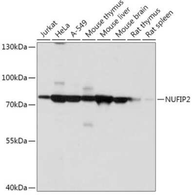 Western Blot: NUFIP2 AntibodyAzide and BSA Free [NBP3-05051]