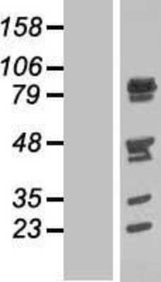 Western Blot: NUFIP2 Overexpression Lysate [NBP2-06612]