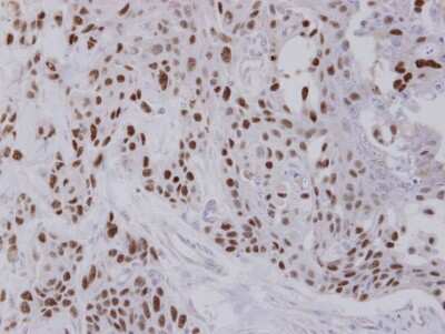 Immunohistochemistry-Paraffin: NULP1 Antibody [NBP1-31374]