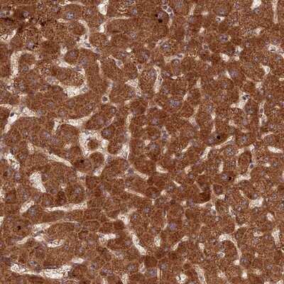 Immunohistochemistry-Paraffin: NULP1 Antibody [NBP1-92210]