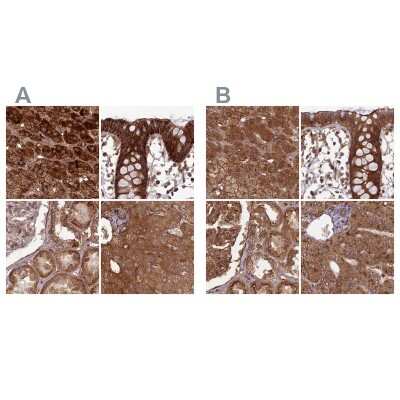 Immunohistochemistry-Paraffin: NULP1 Antibody [NBP1-92210]