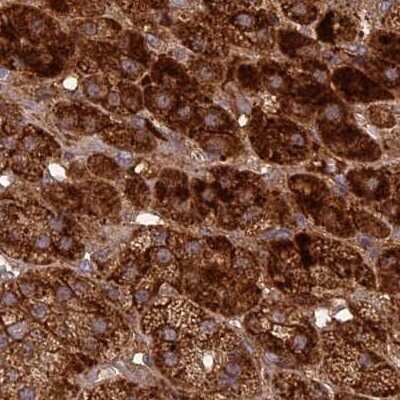 Immunohistochemistry-Paraffin: NULP1 Antibody [NBP1-92210]