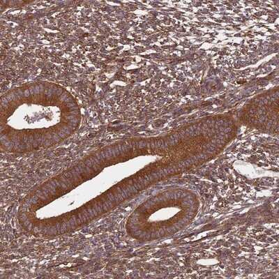 Immunohistochemistry-Paraffin: NULP1 Antibody [NBP1-92211]