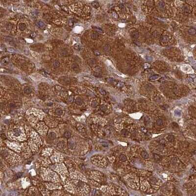 Immunohistochemistry-Paraffin: NULP1 Antibody [NBP1-92211]
