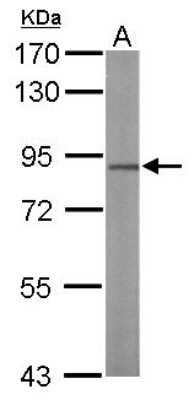 Western Blot: NULP1 Antibody [NBP1-31374]