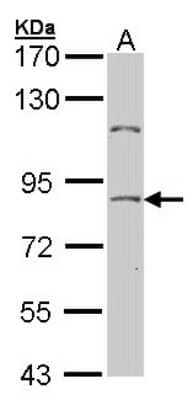 Western Blot: NULP1 Antibody [NBP1-31374]