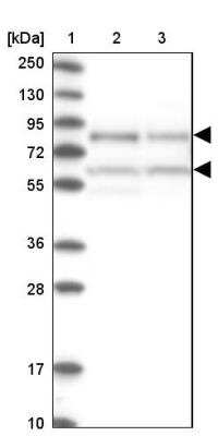 Western Blot: NULP1 Antibody [NBP1-92211]