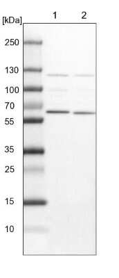 Western Blot: NULP1 Antibody [NBP1-92211]