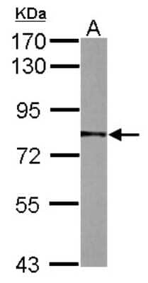 Western Blot: NULP1 Antibody [NBP2-19608]