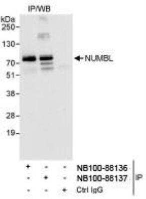 Immunoprecipitation: NUMBL Antibody [NB100-88136]