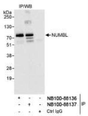 Immunoprecipitation: NUMBL Antibody [NB100-88137]