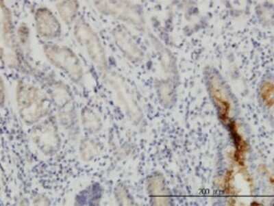 Immunohistochemistry-Paraffin: NUP133 Antibody (3E8) [H00055746-M01]