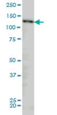 Western Blot: NUP133 Antibody (3E8) [H00055746-M01]