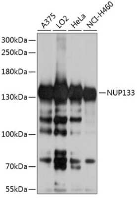 Western Blot: NUP133 AntibodyBSA Free [NBP2-92996]