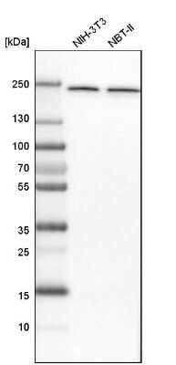 Western Blot: NUP205 Antibody [NBP1-91247]