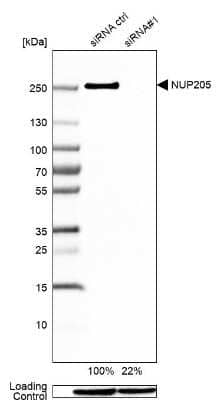 Western Blot: NUP205 Antibody [NBP1-91247]