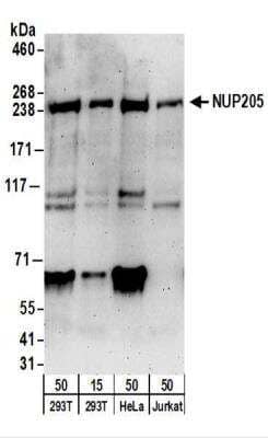 Western Blot: NUP205 Antibody [NBP2-22287]