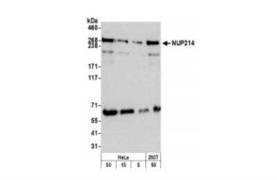 Western Blot: NUP214 Antibody [NB100-2244]