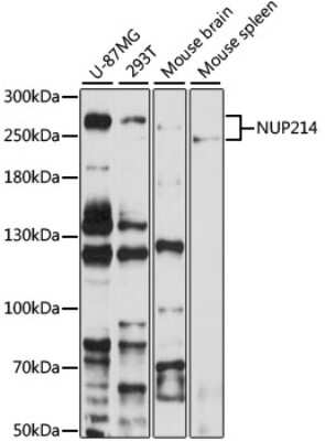 Western Blot: NUP214 AntibodyBSA Free [NBP2-94556]