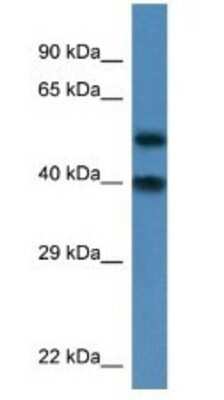 Western Blot: NUP37 Antibody [NBP1-74146]