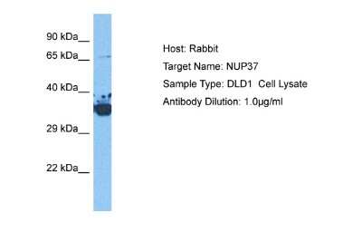 Western Blot: NUP37 Antibody [NBP2-87970]