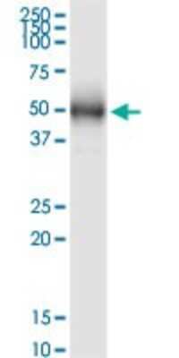 Western Blot: NUP43 Antibody (2G5) [H00348995-M03]