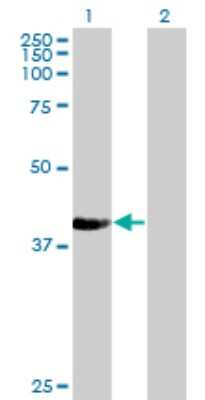 Western Blot: NUP43 Antibody (2G5) [H00348995-M03]
