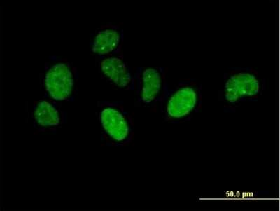Immunocytochemistry/ Immunofluorescence: NUP43 Antibody [H00348995-B01P]