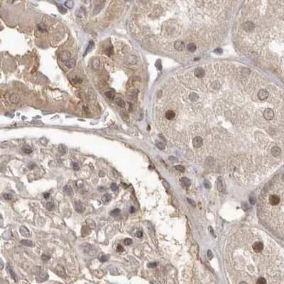 Immunohistochemistry-Paraffin: NUP43 Antibody [NBP1-88791]